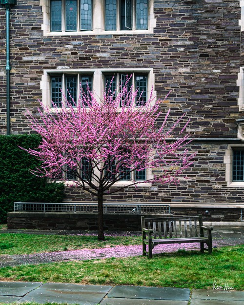 Cherry Blossums in 1903 Courtyard in rain