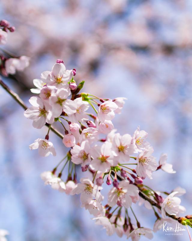 Cherry Blossums, Seoul, Korea