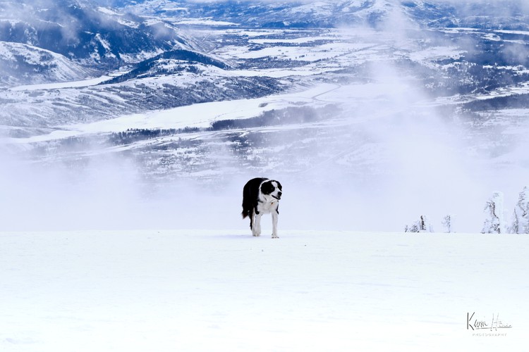 Dog at Top of Teton Mountain in Snow