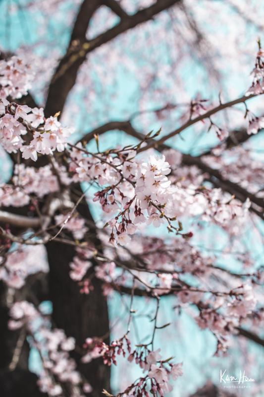 Korea Cherry Blossums