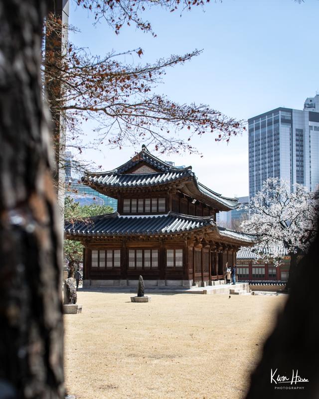 Korea Palace Through Trees