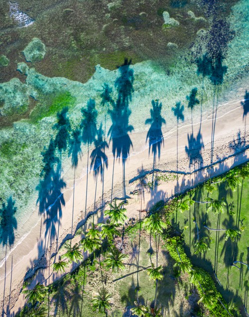 Palm Tree Shadows Top Down Drone Las Terrenas, Dominican Republic