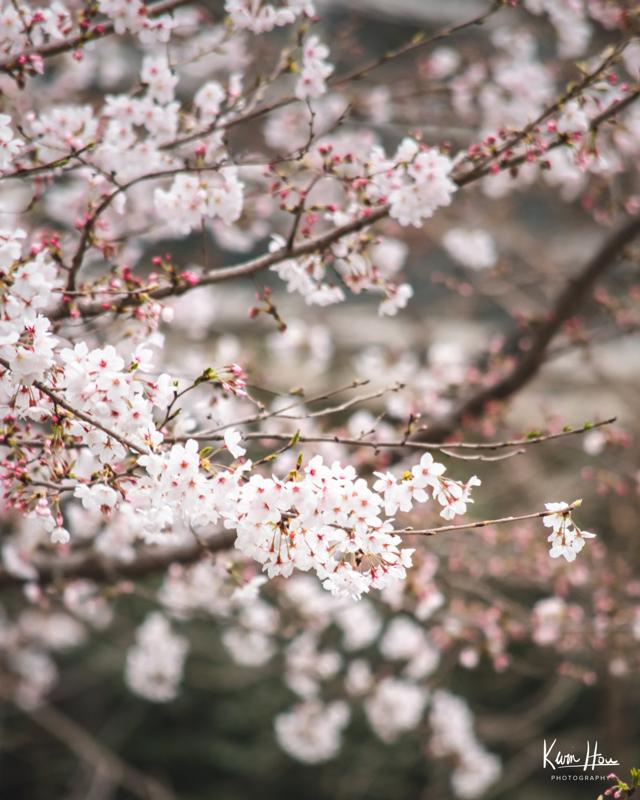 Tokyo Cherry Blossums