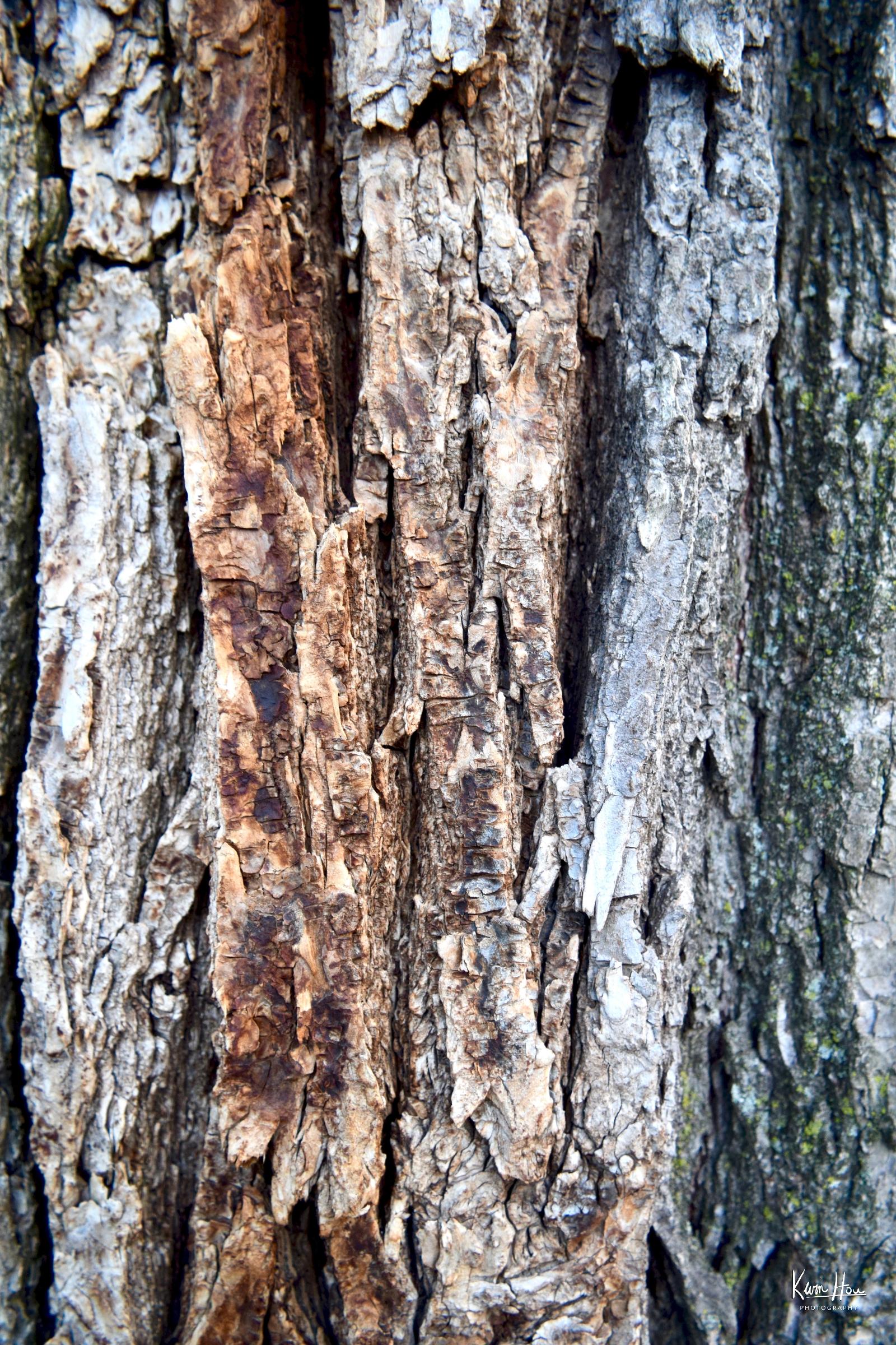 Tree Bark Texture