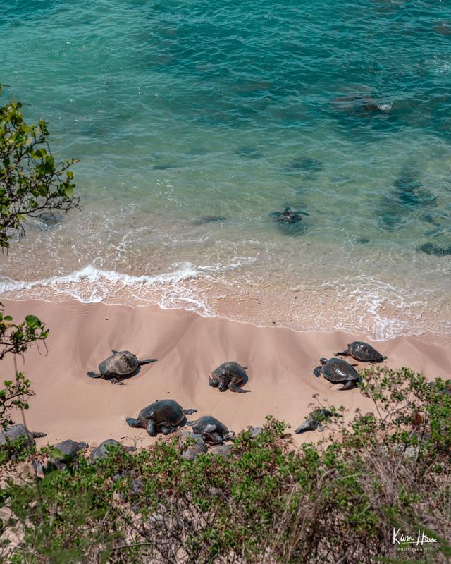 Ho'okipa Beach Park Turtles