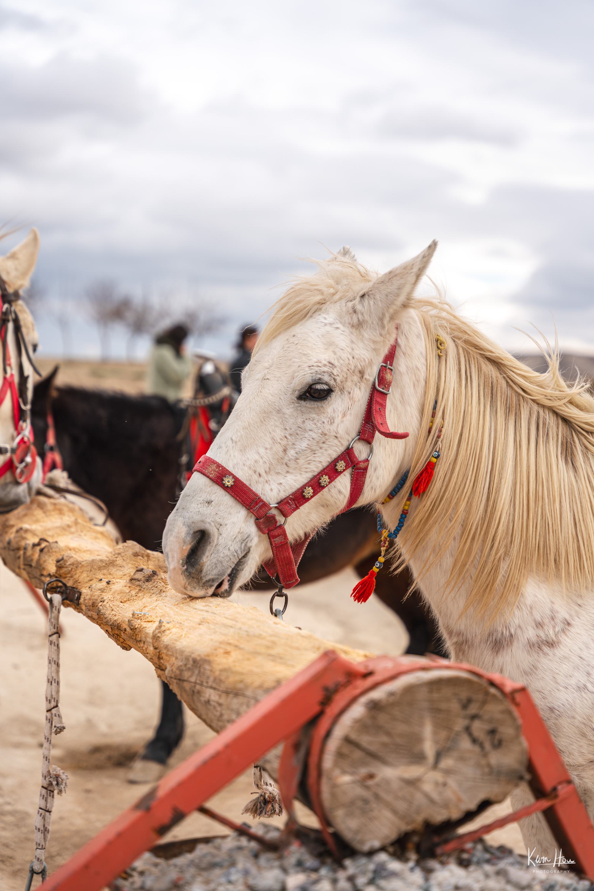 Turkish Horses